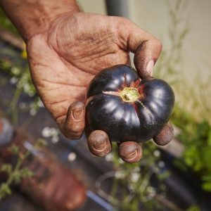 Serving up sustainability