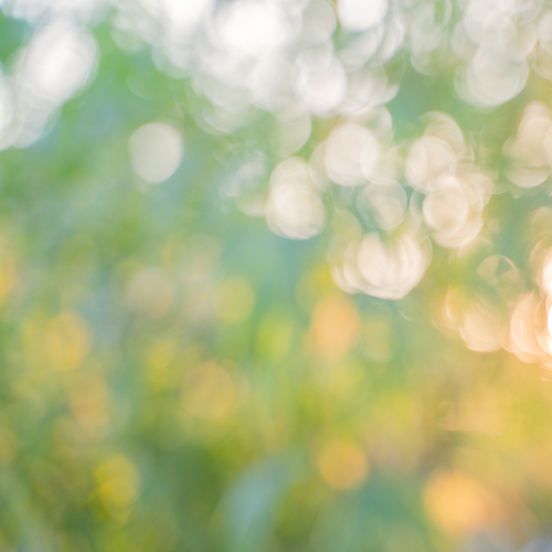 Festival 2026 brochure